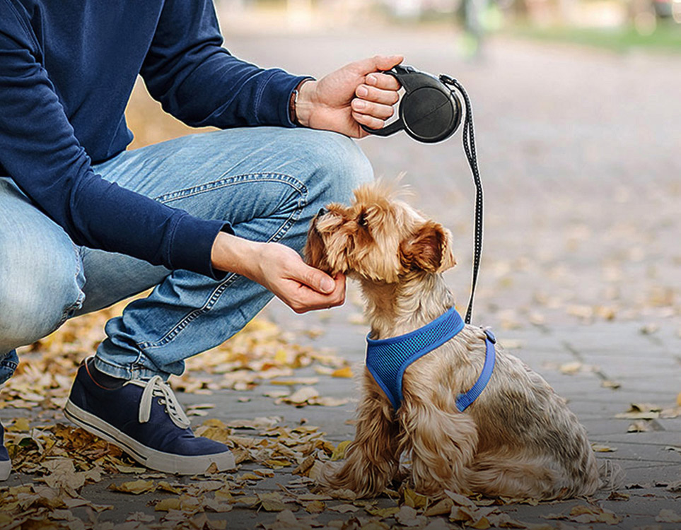 Laisse pour animaux de compagnie