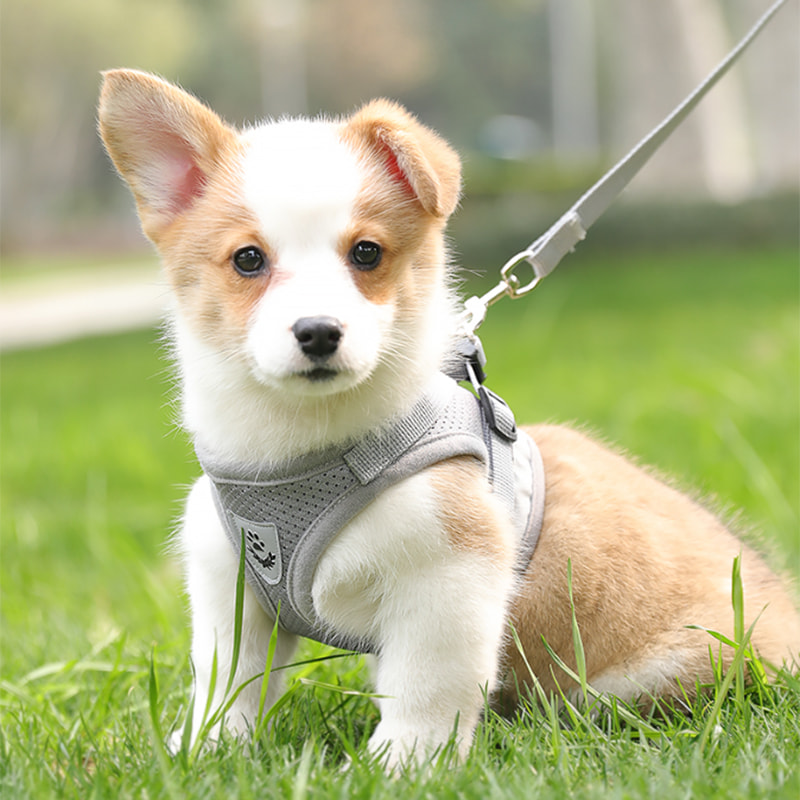 Laisse renforcée pour animaux de taille moyenne et grande