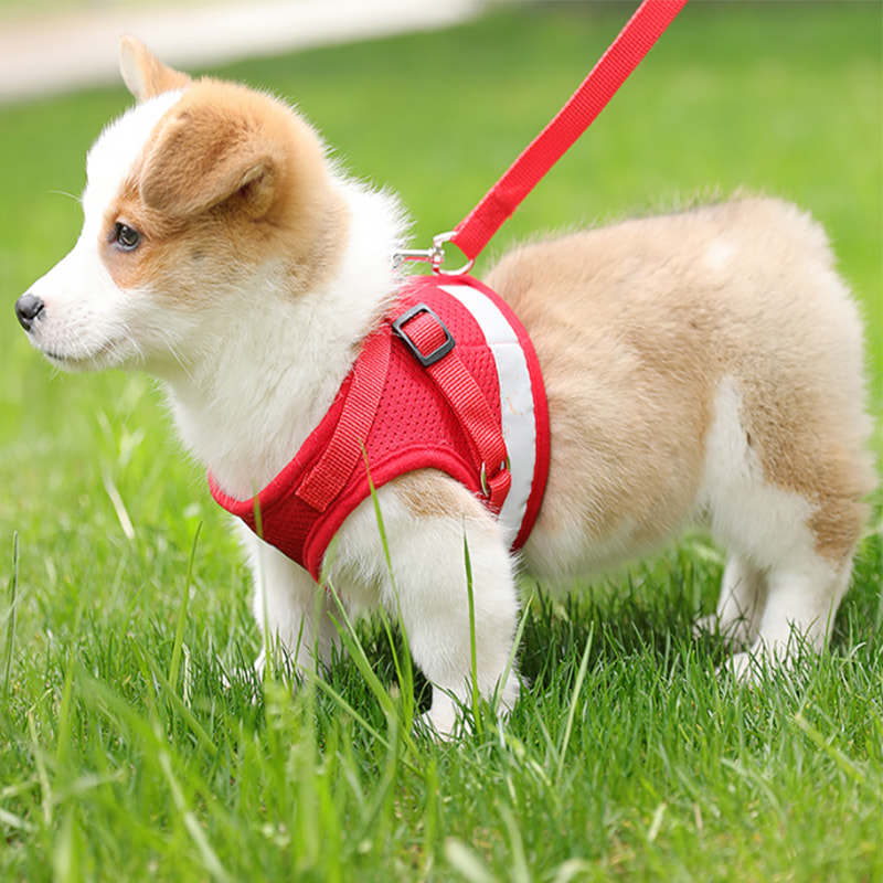 Laisse renforcée pour animaux de taille moyenne et grande